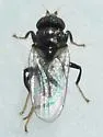 Chaetochlorops inquilinus - photo 2