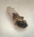 Chaetochlorops inquilinus - photo 3