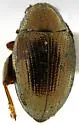 Chaetocnema acuminata