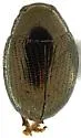 Chaetocnema aequabilis