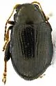 Chaetocnema arizonica