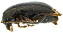 Chaetocnema arizonica - photo 2