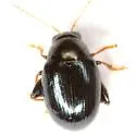 Chaetocnema bicolor