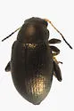 Chaetocnema borealis