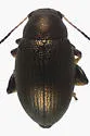 Chaetocnema borealis - photo 2