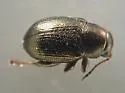 Chaetocnema borealis - photo 3