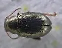 Chaetocnema borealis - photo 5