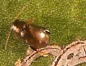 Buttonwood Flea Beetle