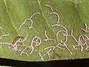 Buttonwood Flea Beetle - photo 2