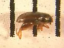 Buttonwood Flea Beetle - photo 3