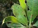 Buttonwood Flea Beetle - photo 5