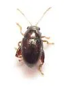 Sweetpotato Flea Beetle - Chaetocnema confinis