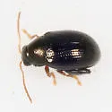 Sweetpotato Flea Beetle - photo 2