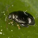 Sweetpotato Flea Beetle - photo 3