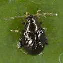 Sweetpotato Flea Beetle - photo 4