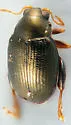 Sweetpotato Flea Beetle - photo 5