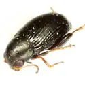 Chaetocnema densa - photo 2