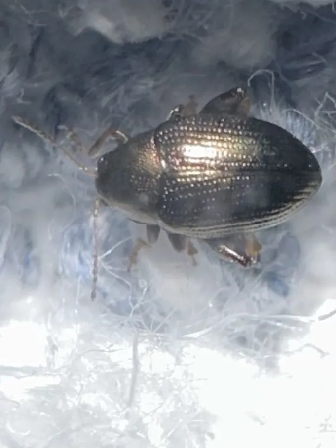 Toothed Flea Beetle - Chaetocnema denticulata