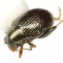 Desert Corn Flea Beetle - photo 2