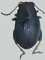 Desert Corn Flea Beetle - photo 3