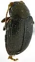 Chaetocnema gentneri