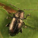 Chaetocnema irregularis - photo 2