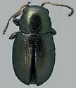 Chaetocnema irregularis - photo 4