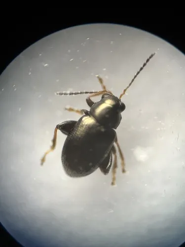 Chaetocnema minuta - Chaetocnema minuta