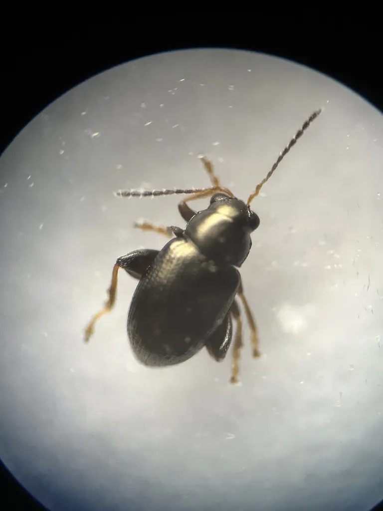 Chaetocnema minuta - photo 2