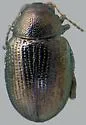 Chaetocnema opulenta