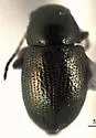 Chaetocnema perturbata - Chaetocnema perturbata
