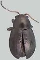 Chaetocnema perturbata - photo 3