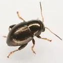 Chaetocnema pinguis - photo 2