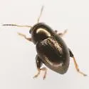 Chaetocnema pinguis - photo 3