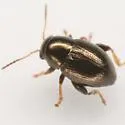 Chaetocnema pinguis - photo 4