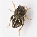 Chaetocnema pinguis - photo 5
