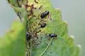 Chaetocnema quadricollis - photo 2
