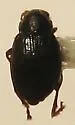 Chaetocnema quadricollis - photo 3
