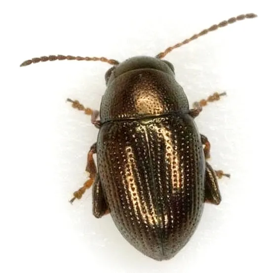 Boca Chica flea beetle