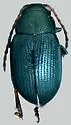 Chaetocnema subviridis - photo 3
