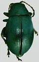 Chaetocnema subviridis - photo 4