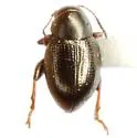 Chaetocnema texana - Chaetocnema texana