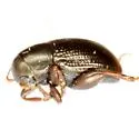 Chaetocnema texana - photo 2