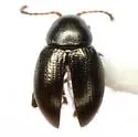 Chaetocnema texana - photo 3
