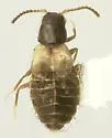 Chaetocoelus setosus - Chaetocoelus setosus