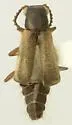 Chaetocoelus setosus - photo 2