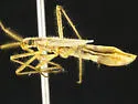Chaetofoveolocoris hirsutus - photo 2