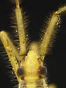 Chaetofoveolocoris hirsutus - photo 3