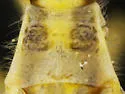 Chaetofoveolocoris hirsutus - photo 4