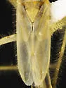 Chaetofoveolocoris hirsutus - photo 5